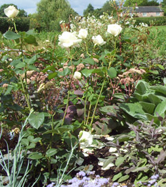 white-rose-garden2